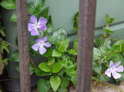 16th May 2013 - Periwinkle
