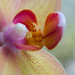 Inside the orchid by nicoleterheide