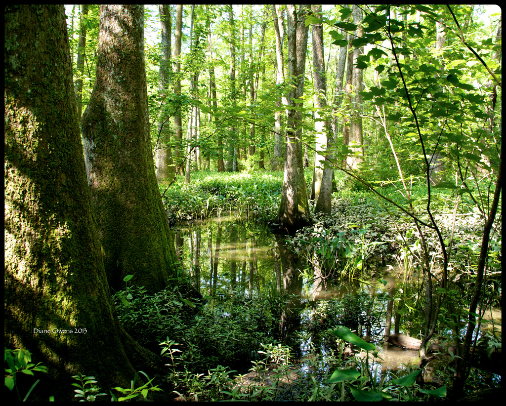 Bluebonnet Swamp by eudora