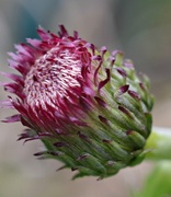 17th May 2013 - Thistle Bud 