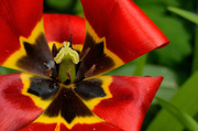 17th May 2013 - Red Tulip