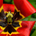 Red Tulip by richardcreese