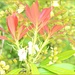 Pink Leaf by tonygig
