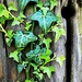 Clinging Ivy. by happypat
