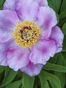 17th May 2013 - First Peony 