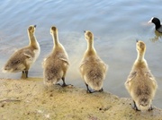 17th May 2013 - Goslings.. growing up