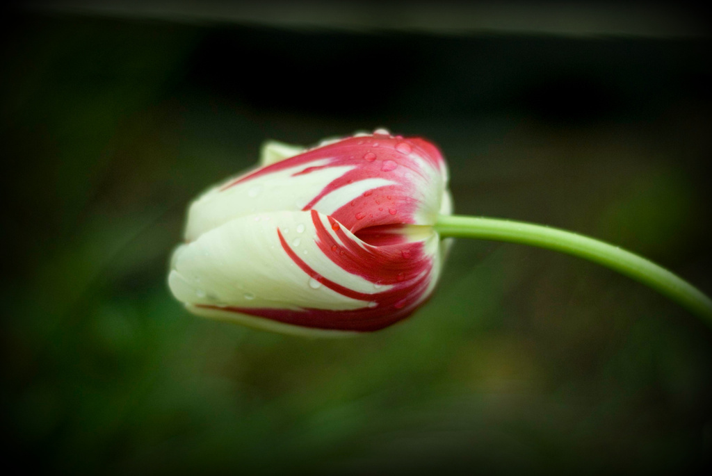 Tulip by tracybeautychick