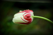 15th May 2013 - Tulip