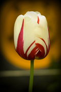 16th May 2013 - Tulip day 2