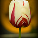 Tulip day 2 by tracybeautychick