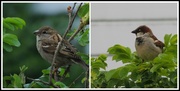 17th May 2013 - Mr & Mrs House Sparrow 