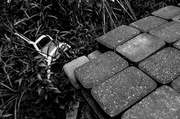 17th May 2013 - Mono Pavers and Chair