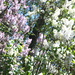 Pink and white lilac trees by bruni