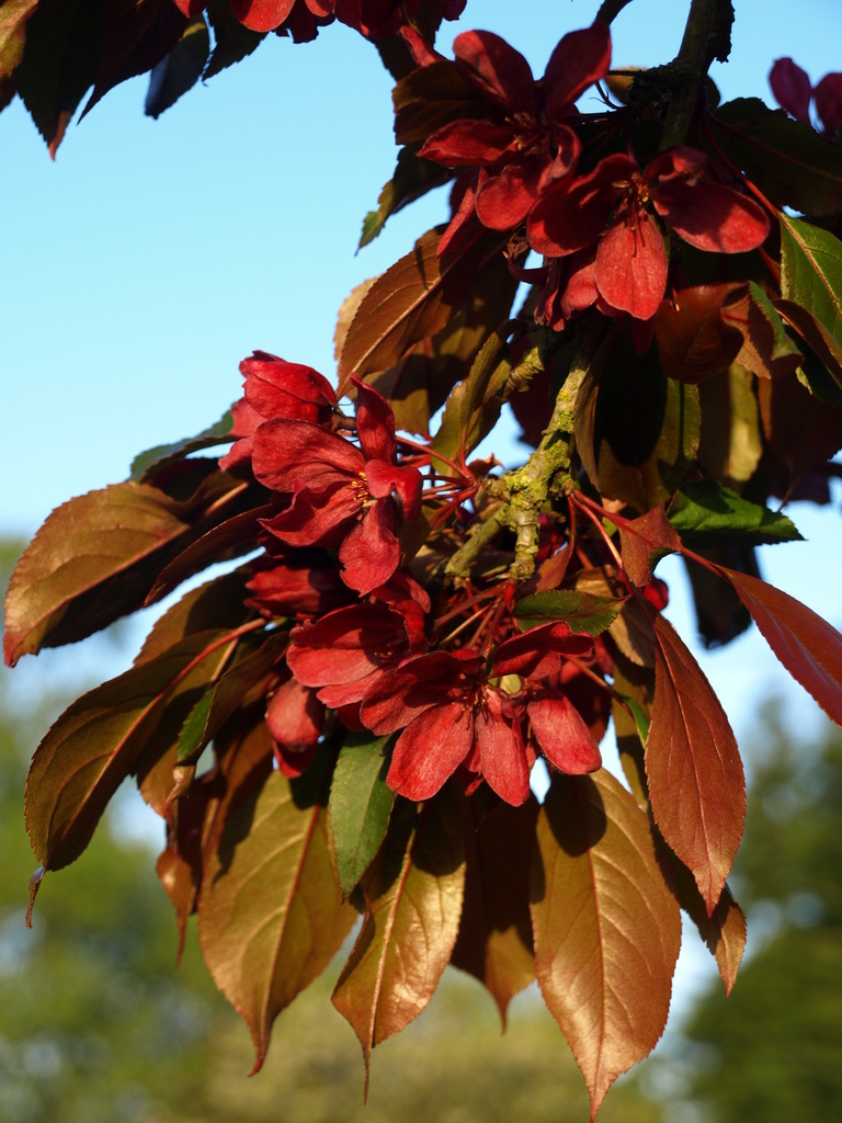 Red blossom - 17-5 by barrowlane