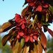Red blossom - 17-5 by barrowlane