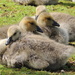 Goslings - ready for nap time! by bizziebeeme