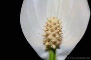 17th May 2013 - Peace Lily