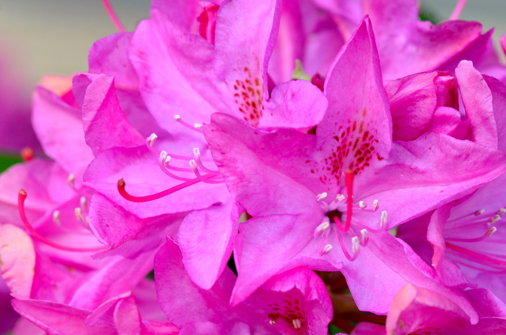 Rhododendron by kathyladley