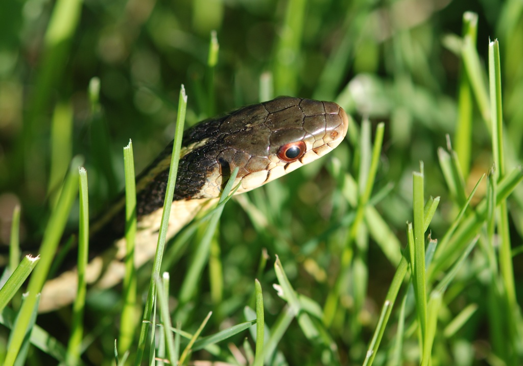 Snake  by farmreporter