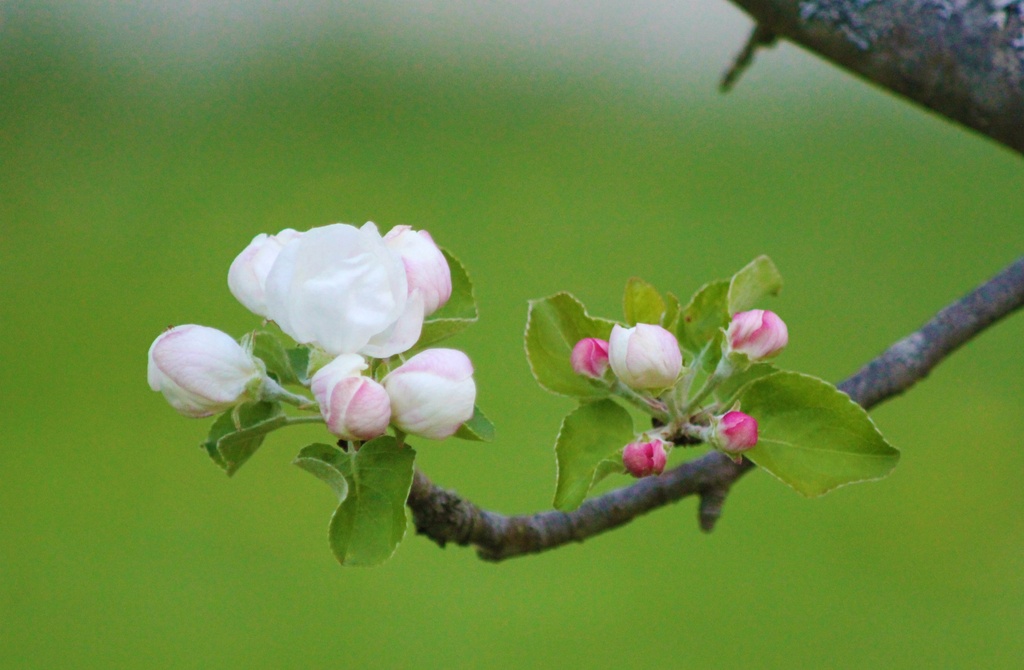 Apple Blossom by mandyj92
