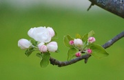 17th May 2013 - Apple Blossom