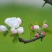 Apple Blossom by mandyj92