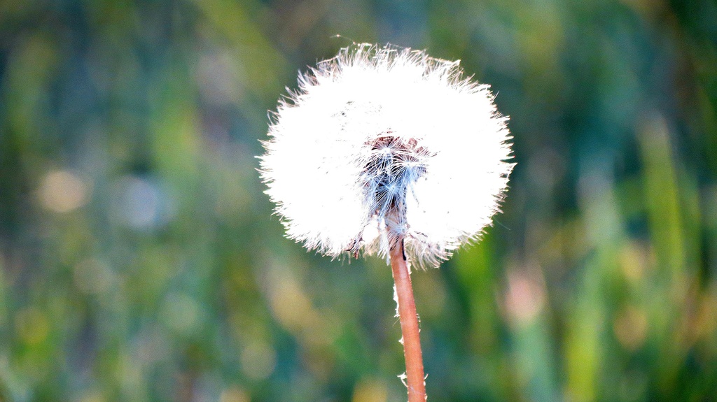 Obligatory Dandy Puff by juliedduncan