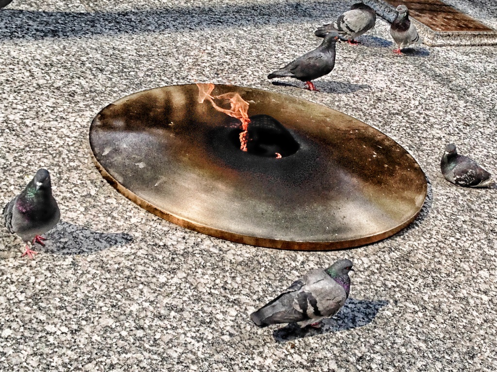 Pigeon Meeting at the Daley Plaza Memorial by taffy