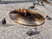 17th May 2013 - Pigeon Meeting at the Daley Plaza Memorial