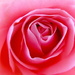 Rose by kjarn