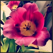 2nd May 2013 - tulip