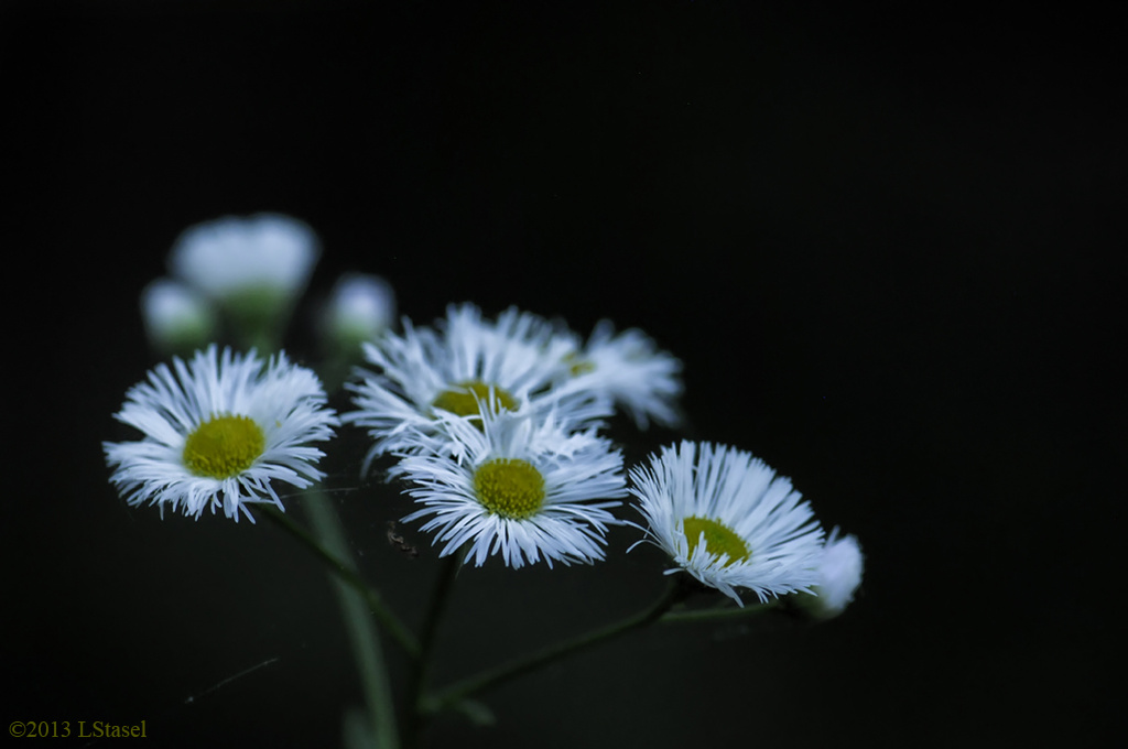 Wild Daisies by lstasel