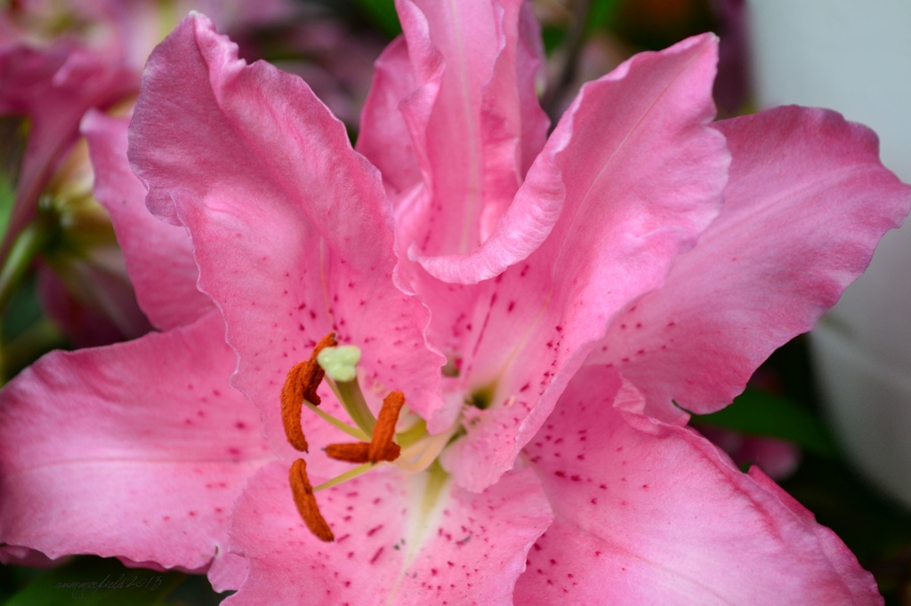 pink lily by summerfield