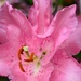 pink lily by summerfield