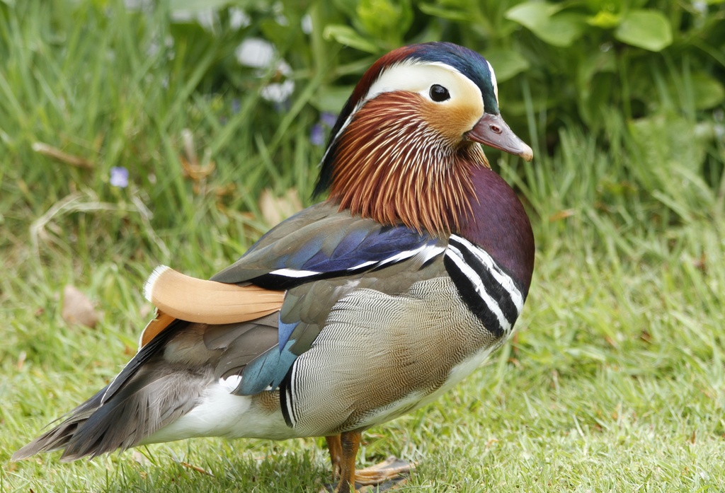 Mandarin duck.... by anne2013