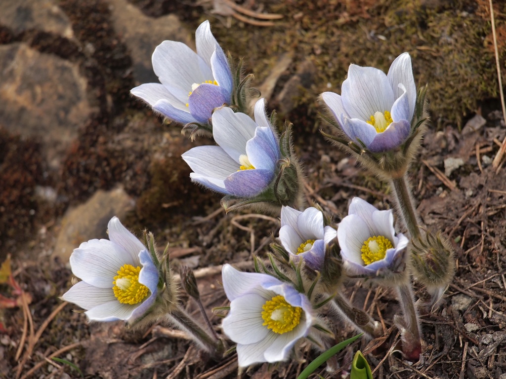 American Pasqueflower  by peterdegraaff