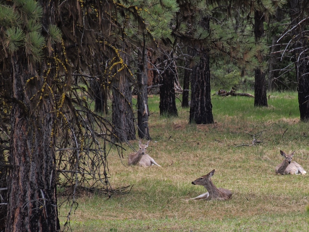 White Tail Deer by peterdegraaff