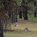 White Tail Deer by peterdegraaff
