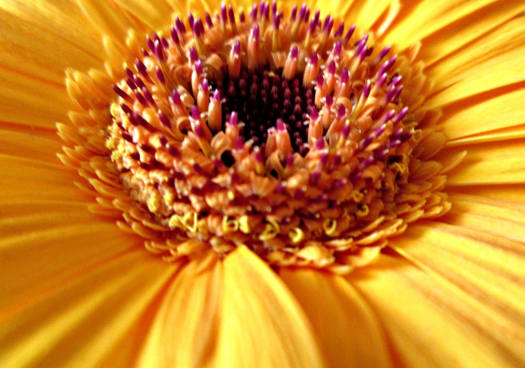 'flower': orange gerbera  by quietpurplehaze