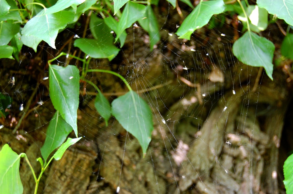 Spider web  by pavlina