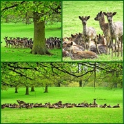 18th May 2013 - The Herd