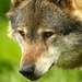 Alpha wolf-rest assured I am top dog!! by padlock