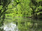 18th May 2013 - green:  by the river at Shawford