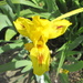Yellow Iris by bruni