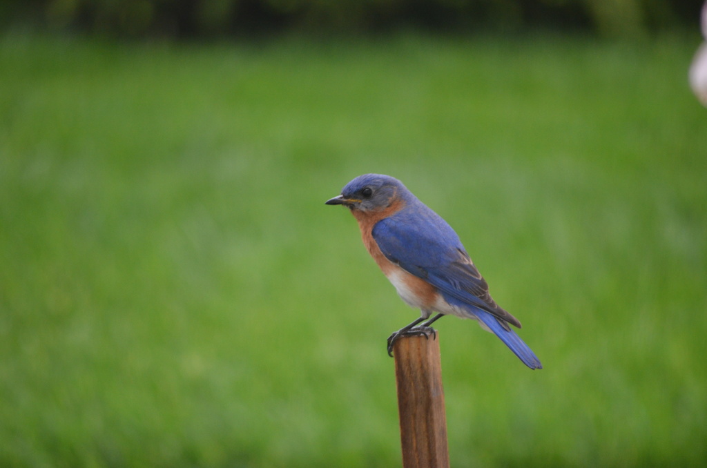 Bluebird by kdrinkie