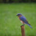 Bluebird by kdrinkie