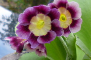 17th May 2013 - Primula