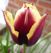18th May 2013 - Tulip