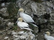 11th May 2013 - Gannets