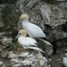 Gannets by roachling